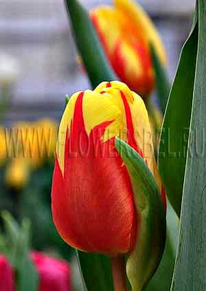 ���������� ������� ������ ���� (Photo Tulip Holland Queen)