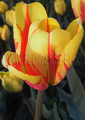 ���������� ������� ������ ���� (Photo Tulip Holland Queen)