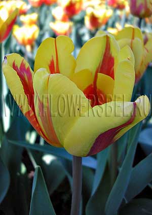 ���������� ������� ������ ���� (Photo Tulip Holland Queen)