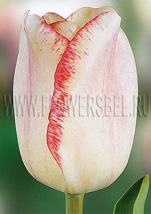     (Photo Tulip Mata Hari)