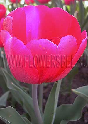     (Photo Tulip Red Power)