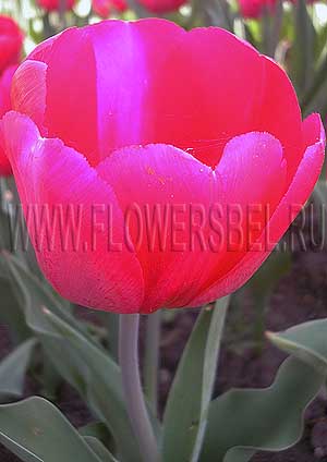 ���������� ������� ��� ����� (Photo Tulip Red Power)