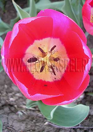 ���������� ������� ��� ����� (Photo Tulip Red Power)