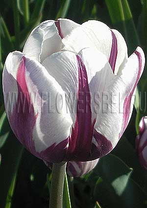 ���������� ������� ���� ������� (Photo Tulip Rem's Favorite)