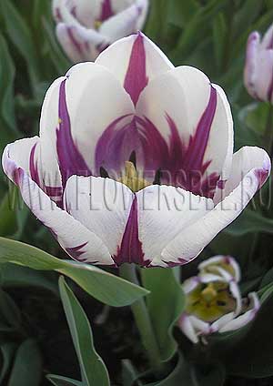 ���������� ������� ���� ������� (Photo Tulip Rem's Favorite)