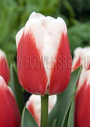 ���������� ������� ����� ����� (photo Tulip Roman Empire)