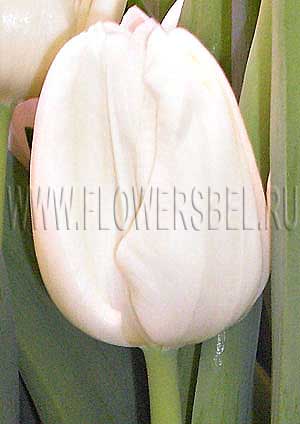 ���������� ������� ���� ���� (Photo Tulip Snow Lady)