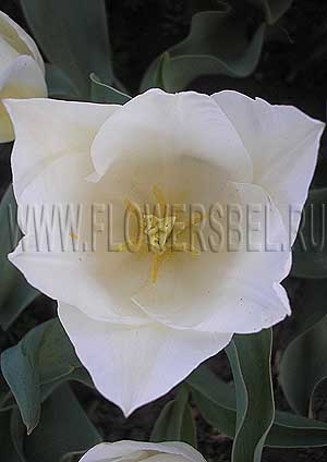 ���������� ������� ���� ���� (Photo Tulip Snow Lady)