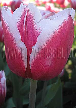 ���������� ������� ���������� (Photo Tulip Stargazer)
