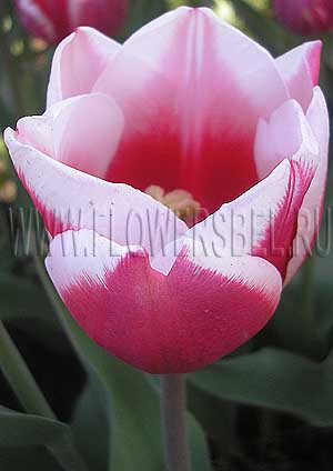 ���������� ������� ���������� (Photo Tulip Stargazer)