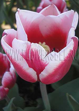 ���������� ������� ���������� (Photo Tulip Stargazer)