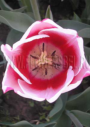 ���������� ������� ���������� (Photo Tulip Stargazer)