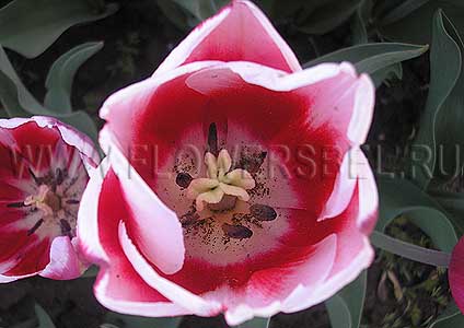 ���������� ������� ���������� (Photo Tulip Stargazer)