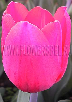     (Photo Tulip Strong Fire)