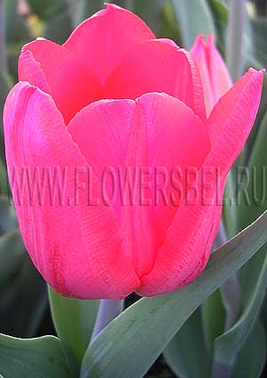     (Photo Tulip Strong Fire)