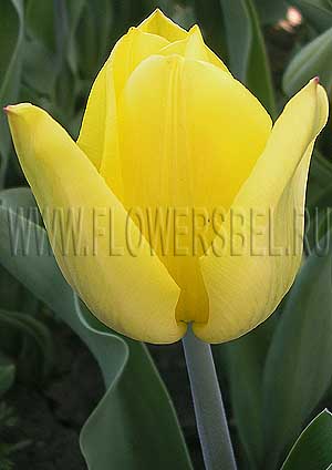     (Photo Tulip Strong Gold)