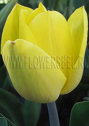     (Photo Tulip Strong Gold)
