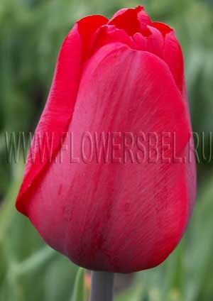     (Photo Tulip Tumbor Metre)