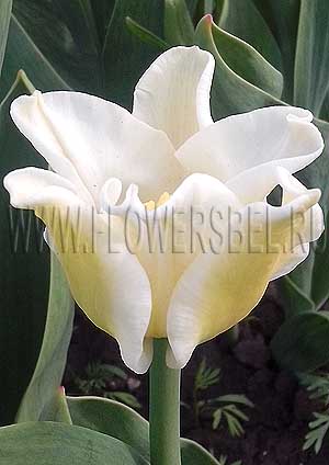 ���������� ������� ����� ����� (Photo Tulip Yellow Crown)