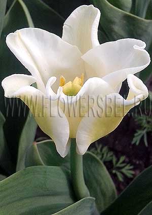 ���������� ������� ����� ����� (Photo Tulip Yellow Crown)