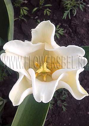 ���������� ������� ����� ����� (Photo Tulip Yellow Crown)