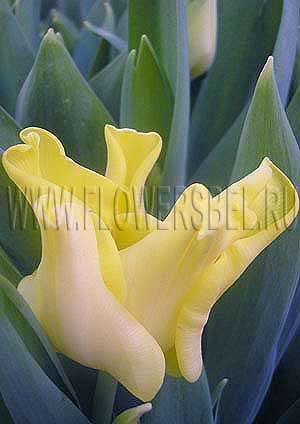     (Photo Tulip Yellow Crown)