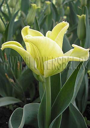 ���������� ������� ����� ����� (Photo Tulip Yellow Crown)