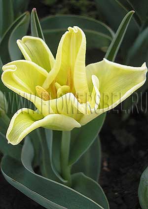 ���������� ������� ����� ����� (Photo Tulip Yellow Crown)