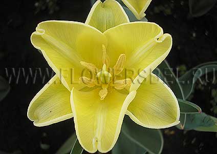     (Photo Tulip Yellow Crown)