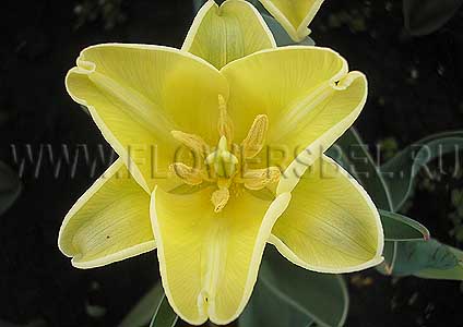 ���������� ������� ����� ����� (Photo Tulip Yellow Crown)