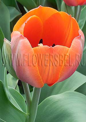 ������� �� ��� (Tulip Ad Rem)