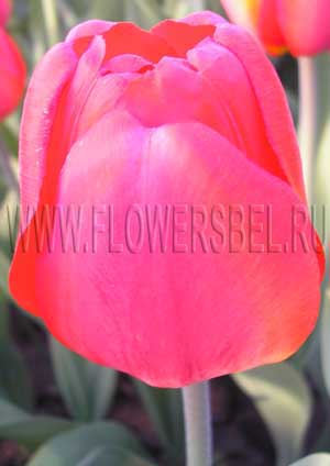 Фотография Тюльпан Америка (Photo Tulip America)