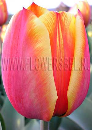 ���������� ������� ��������� ����� (Photo Tulip Forgotten Dreams)