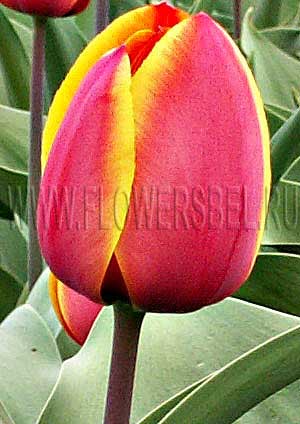 ���������� ������� ��������� ����� (Photo Tulip Forgotten Dreams)