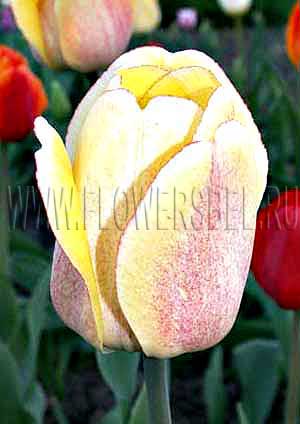     (Photo Tulip Golden Parade)
