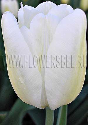 ���������� ������� ����� (Photo Tulip Hakuin)
