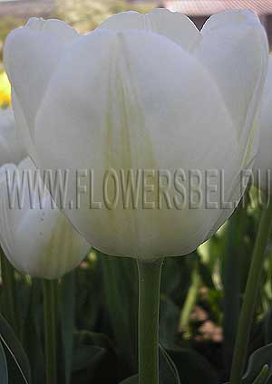 ���������� ������� ����� (Photo Tulip Hakuin)