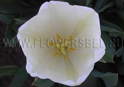 ���������� ������� ����� (Photo Tulip Hakuin)