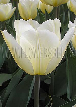 ���������� ������� ������ ���� (Photo Tulip Maria's Dream)