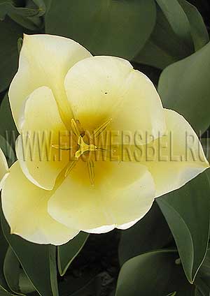 ���������� ������� ������ ���� (Photo Tulip Maria's Dream)