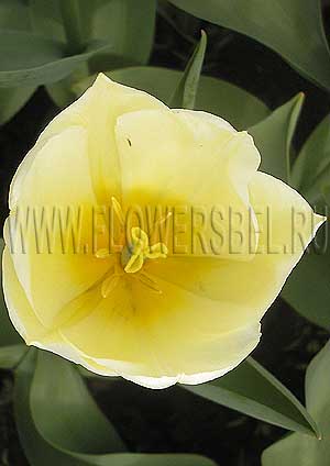 ���������� ������� ������ ���� (Photo Tulip Maria's Dream)