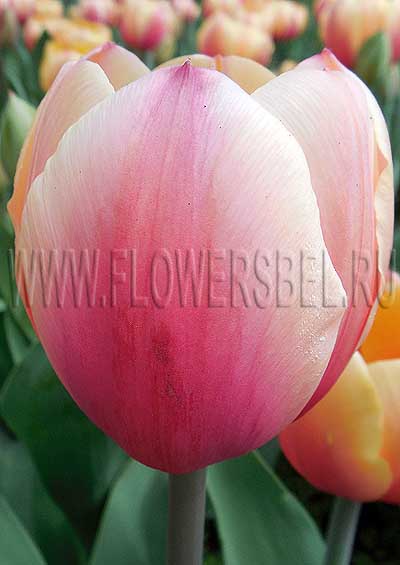 ������� ����� (Tulip Marit)