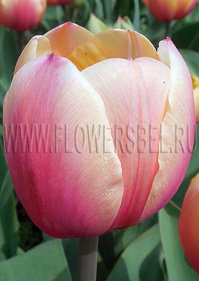 ������� ����� (Tulip Marit)