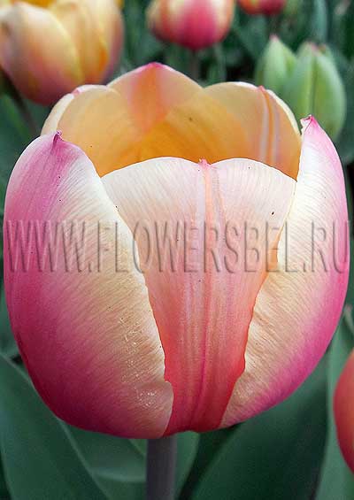������� ����� (Tulip Marit)