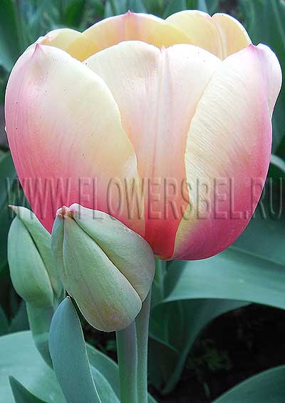 ������� ����� (Tulip Marit)