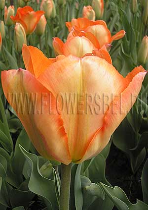 ���������� ������� ��� ���� (Photo Tulip My Lady)