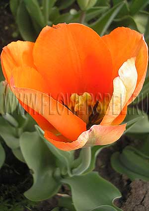 ���������� ������� ��� ���� (Photo Tulip My Lady)