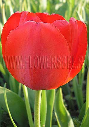 ���������� ������� ����� 316 (Photo Tulip Parade 316)