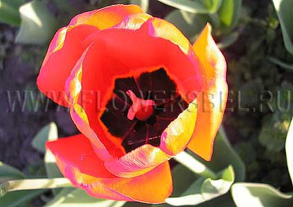 ���������� ������� ����� 316 (Photo Tulip Parade 316)