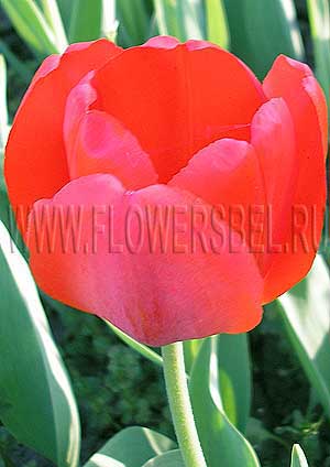 ���������� ������� ����� 316 (Photo Tulip Parade 316)